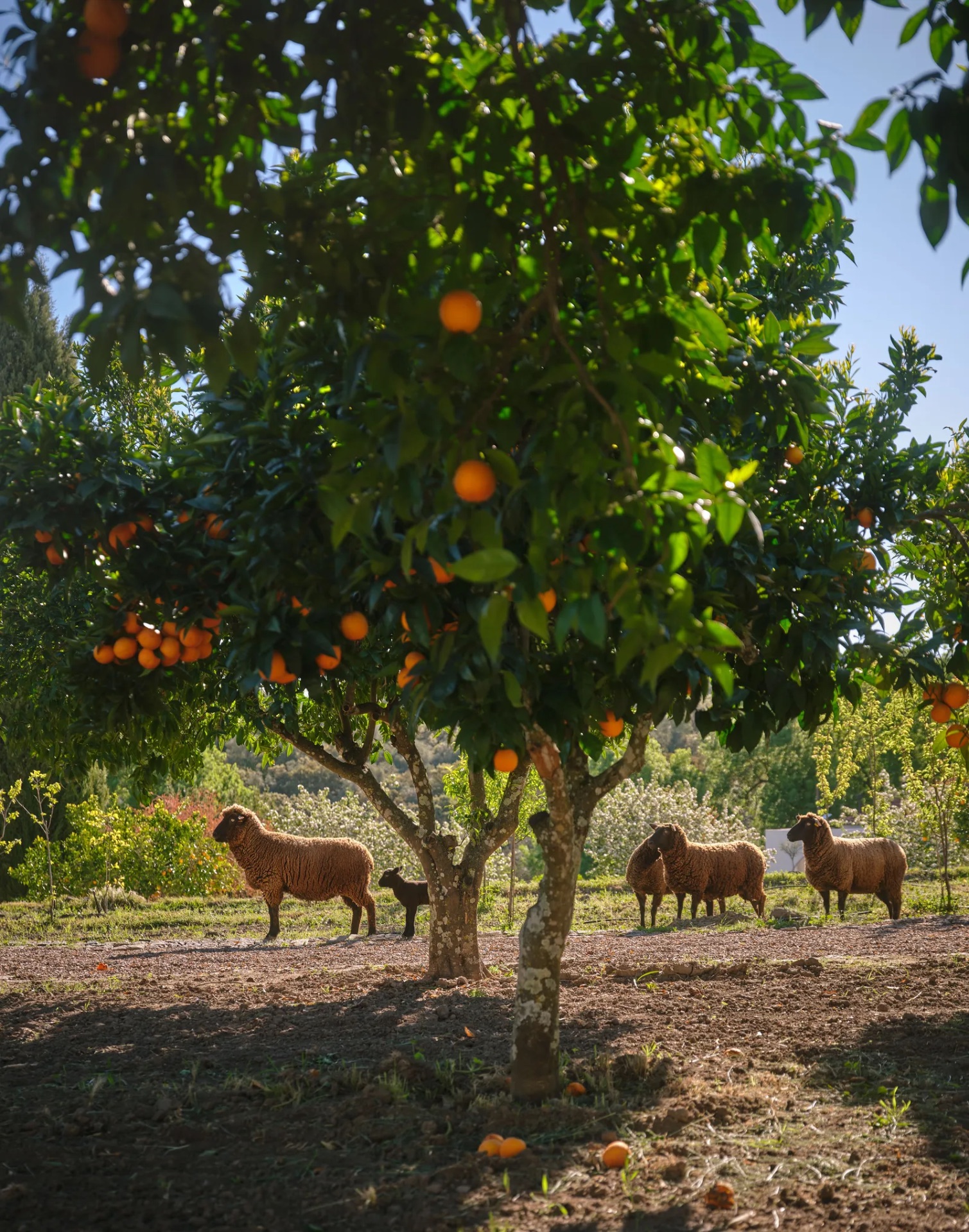 Maison de pierre et d'eau dans l'Alentejo, photo 8